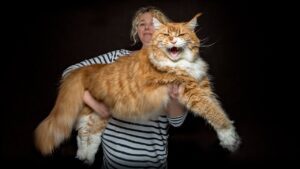 Maine Coon