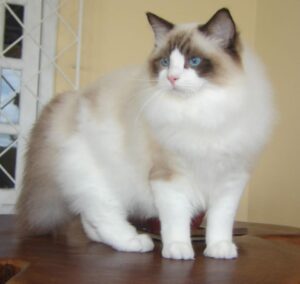 Ragdoll 