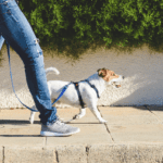 Exercising with Your Pet: 5 Fun Activities to Get You Moving