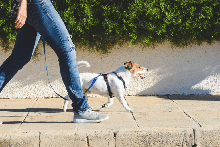 Exercising with Your Pet: