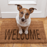 13 Tips for Welcoming a New Pet into Your Home