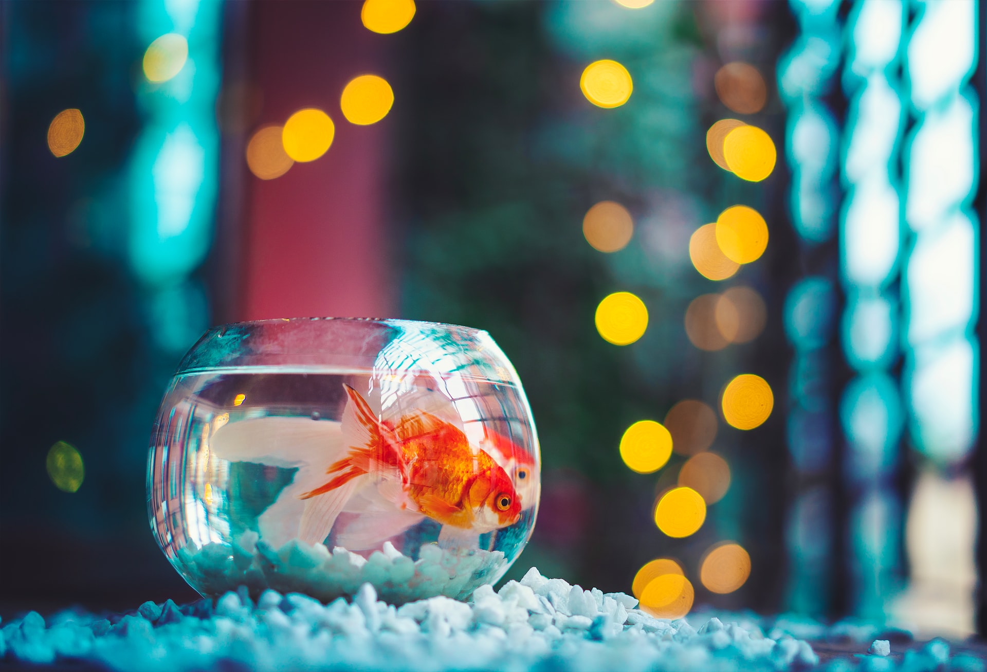 https://pettingbee.com/how-to-get-started-with-keeping-fish-as-pets/