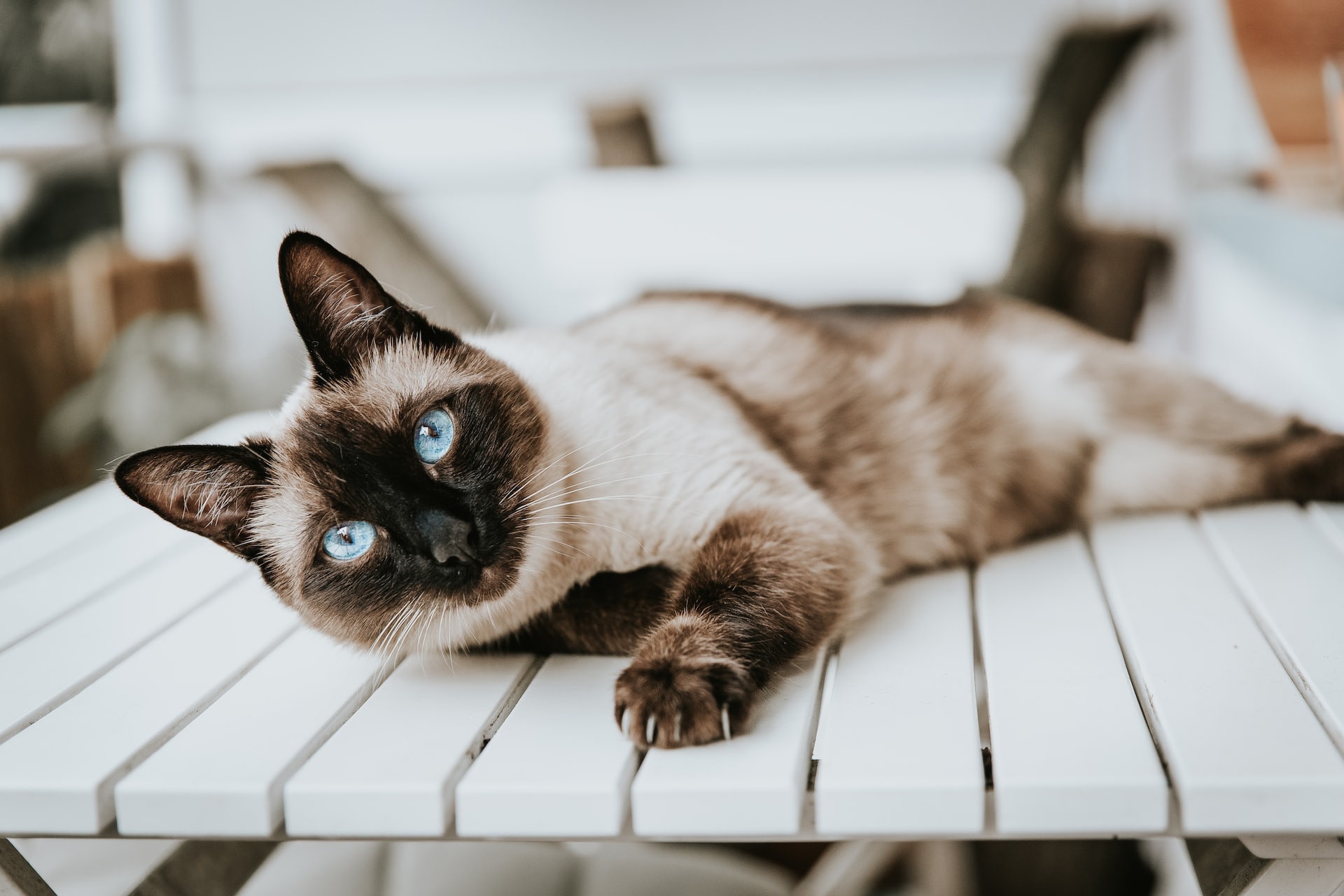 Why Siamese Cats are the Best