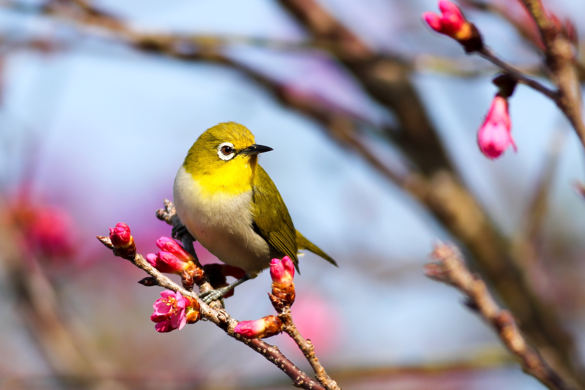 https://pettingbee.com/how-to-keep-your-feathered-friend-entertained/