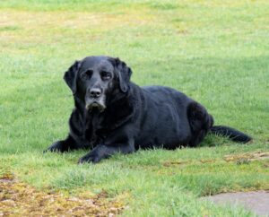 Flat-Coated Retriever