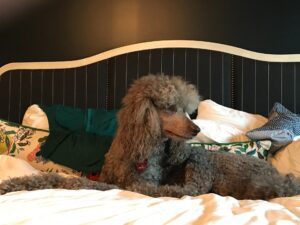 Standard Poodle