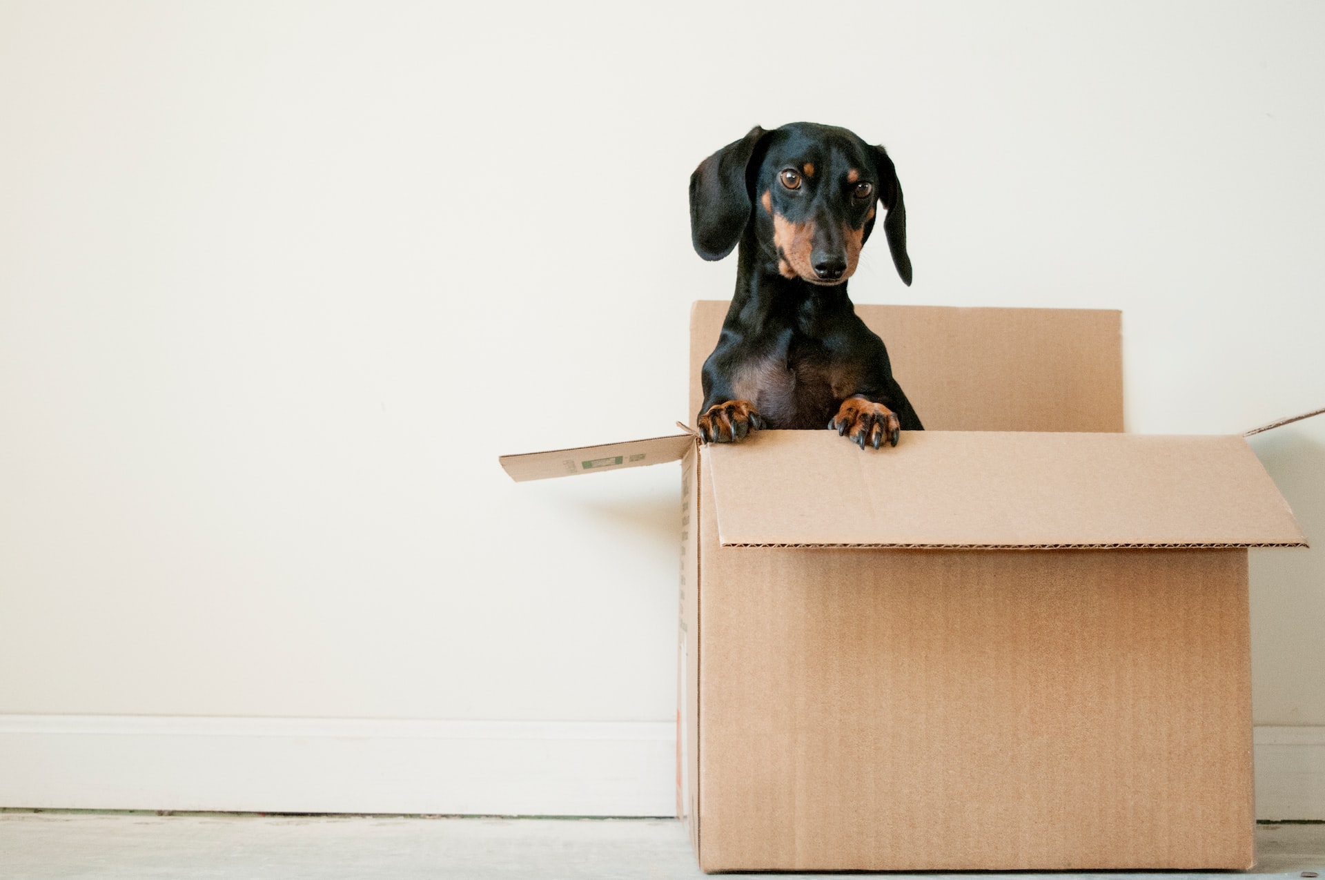 5 Tips for Moving with a Pet