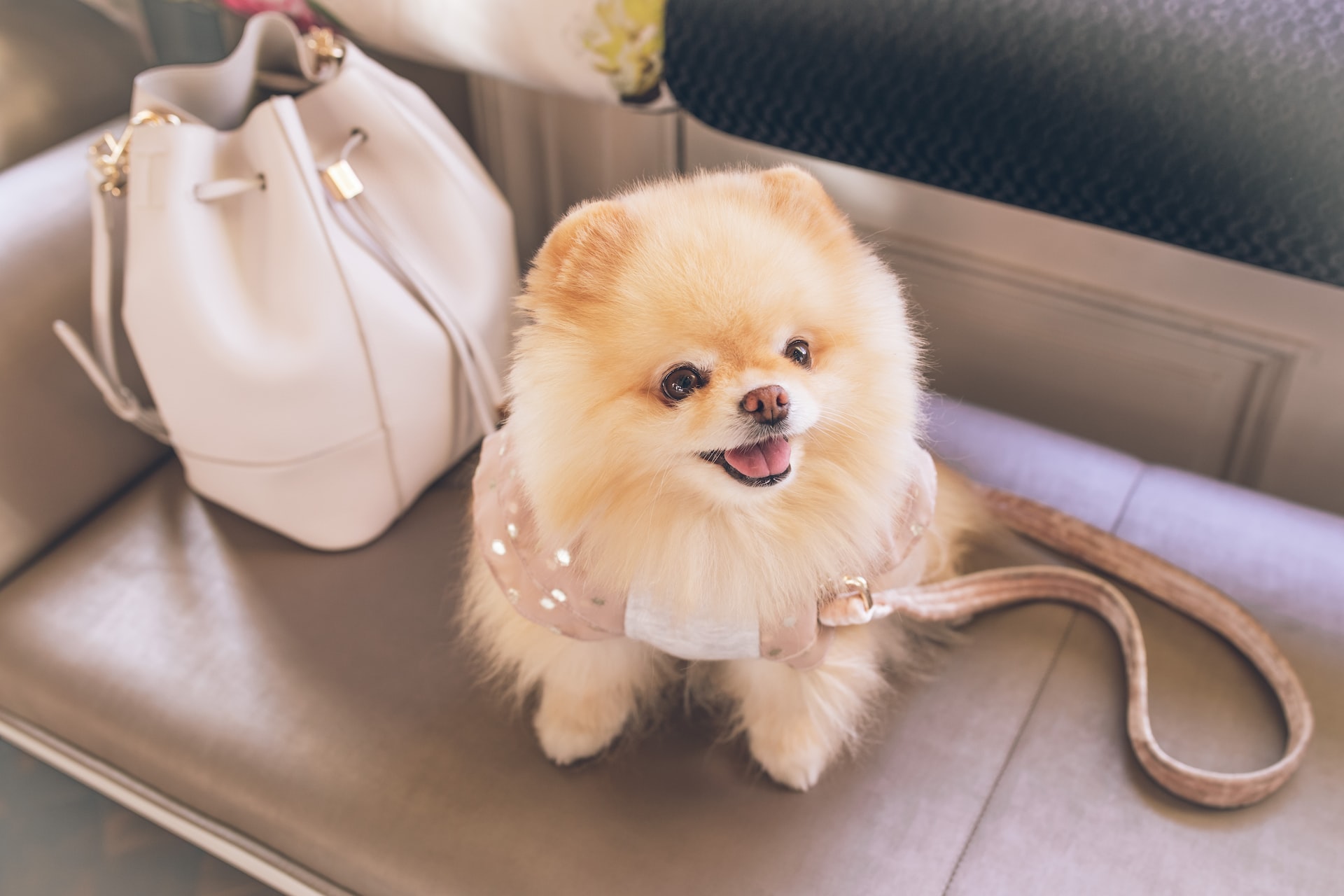 https://pettingbee.com/how-to-choose-the-perfect-pomeranian-puppy/