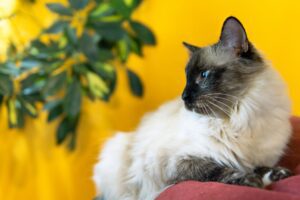 Birman