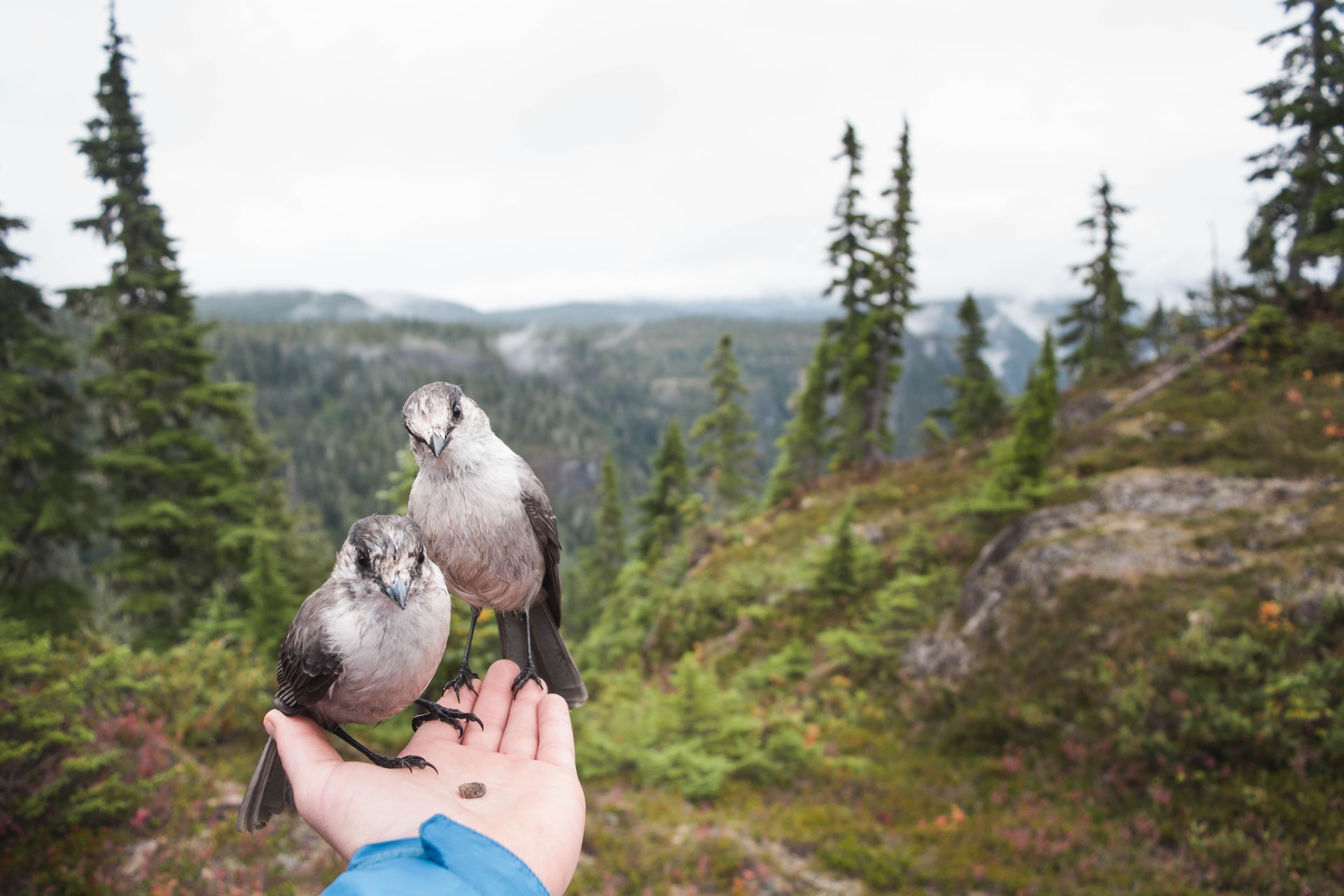 Why Birds Make Great Pets Pettingbee