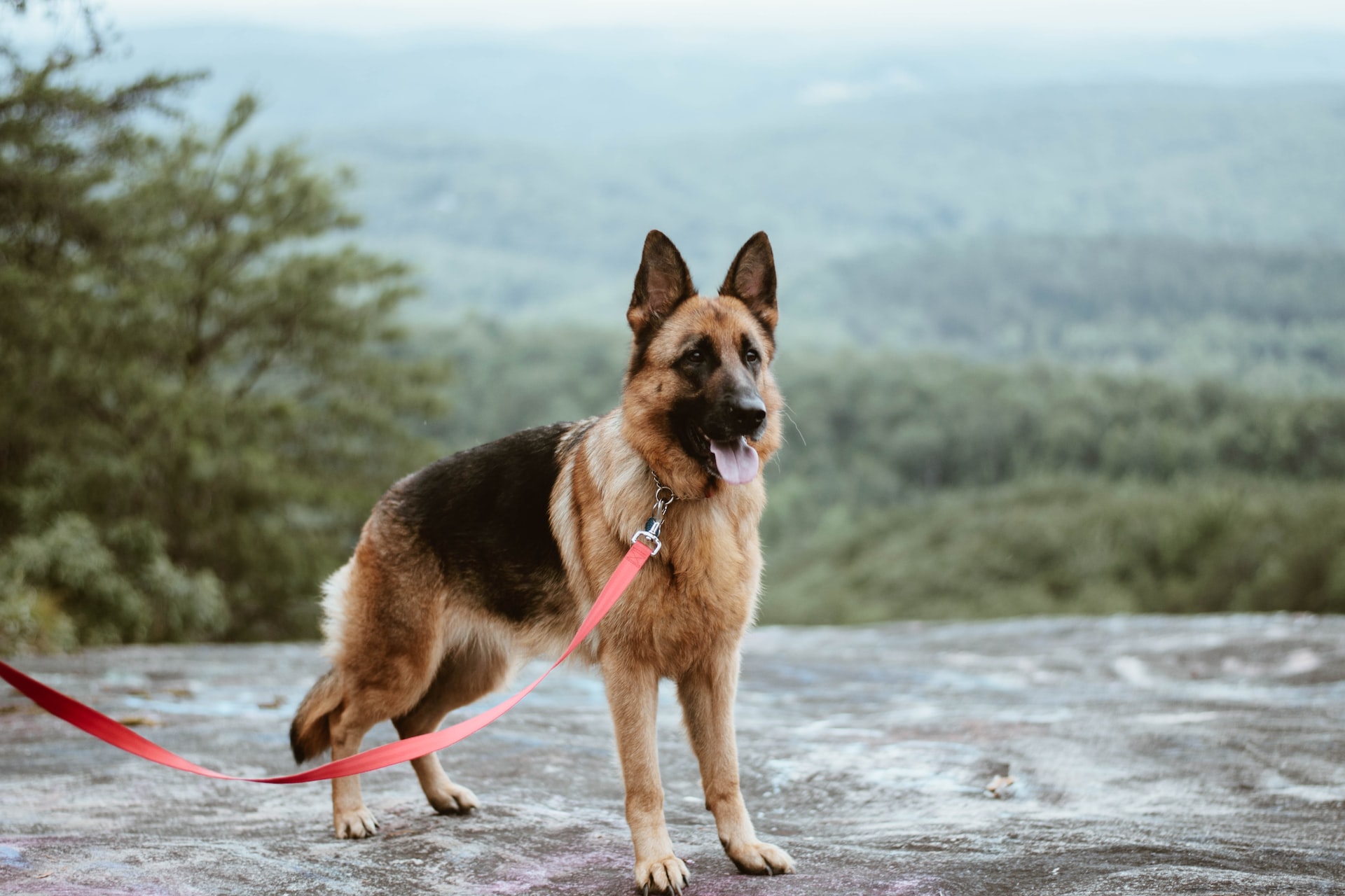 https://pettingbee.com/ten-fun-facts-about-german-shepherds/