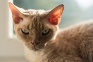 Devon Rex