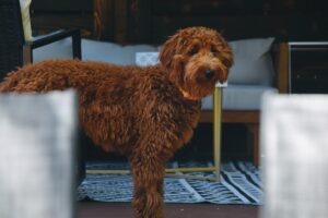 Irish Water Spaniel