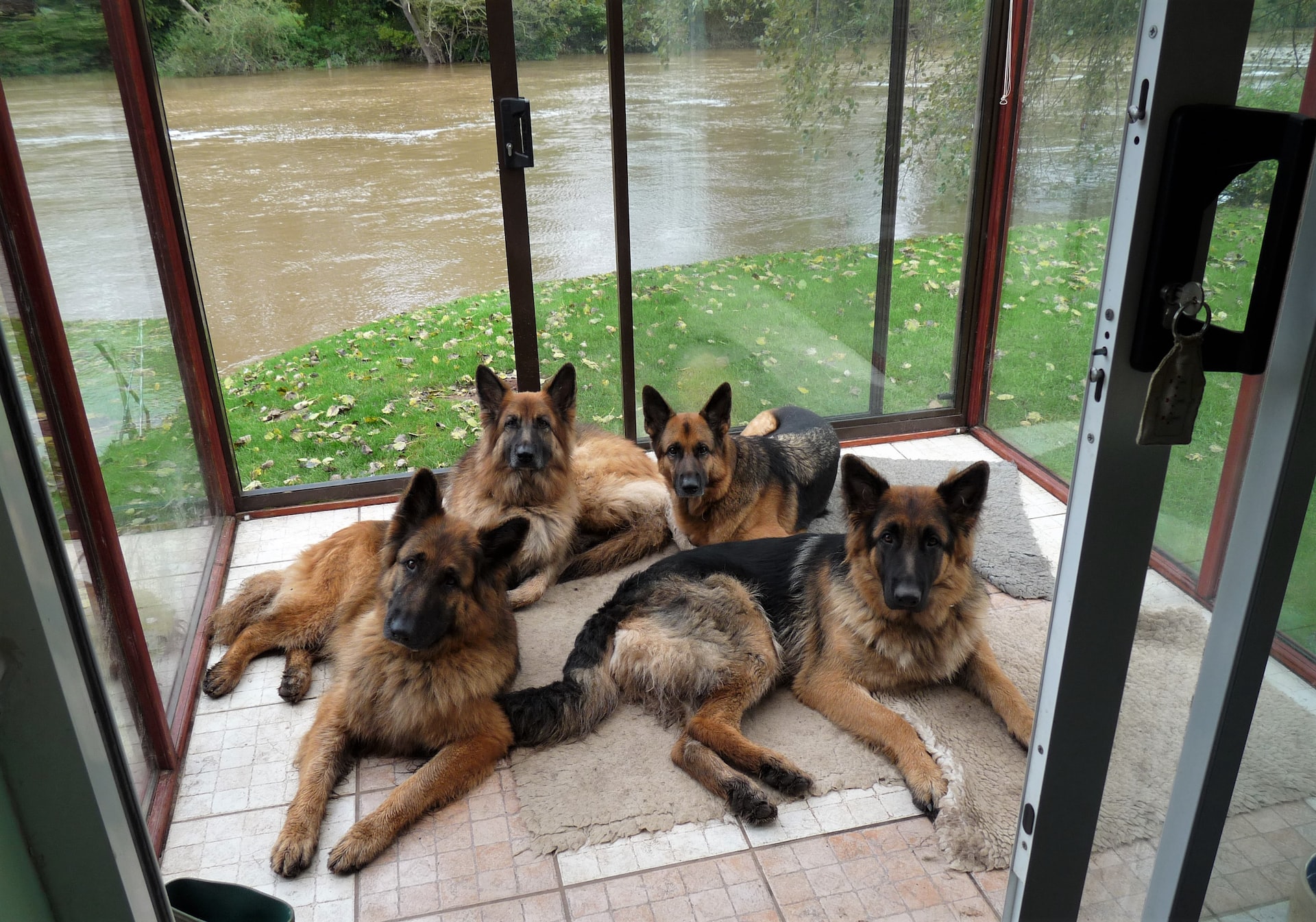 https://pettingbee.com/the-pros-and-cons-of-owning-a-german-shepherd-dog/