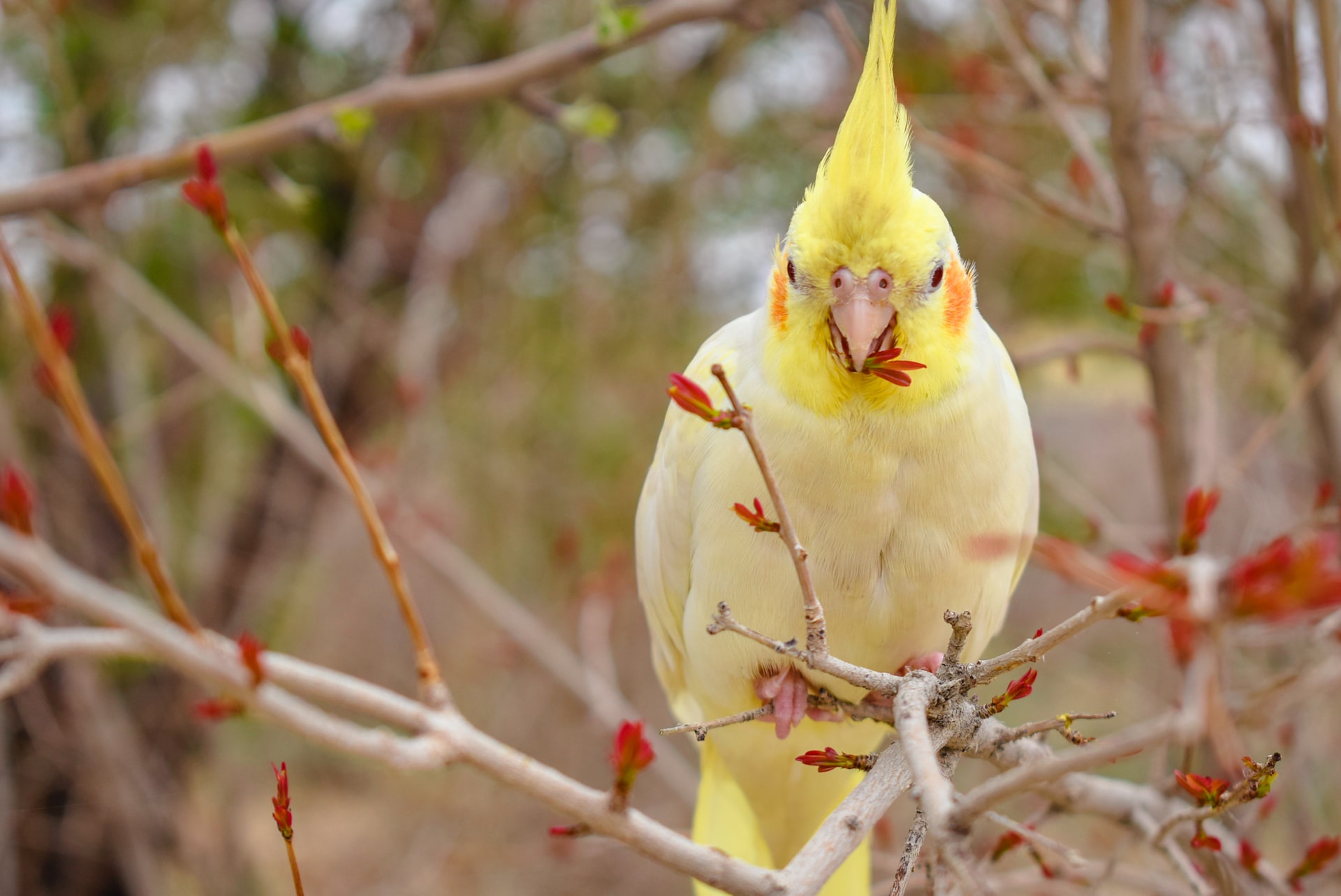 https://pettingbee.com/cockatiels-as-pets-pros-cons-and-everything-in-between/