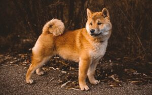 Australian Dingo 