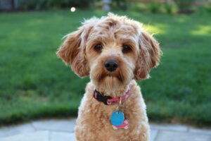 American Water Spaniel Dogs are the new kids: