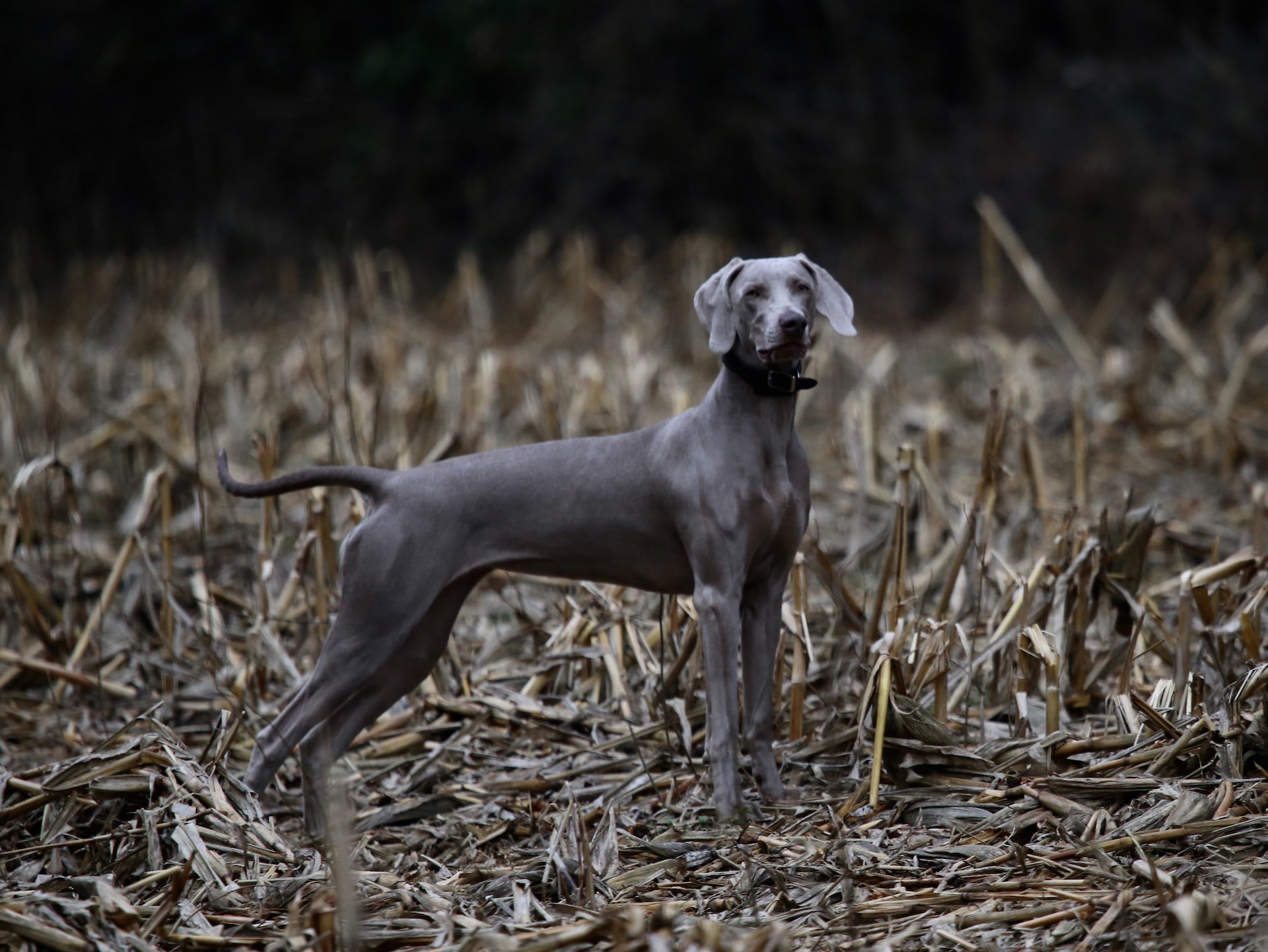 https://pettingbee.com/how-to-keep-your-hairless-dog-comfortable-and-cool-in-the-summer-heat/