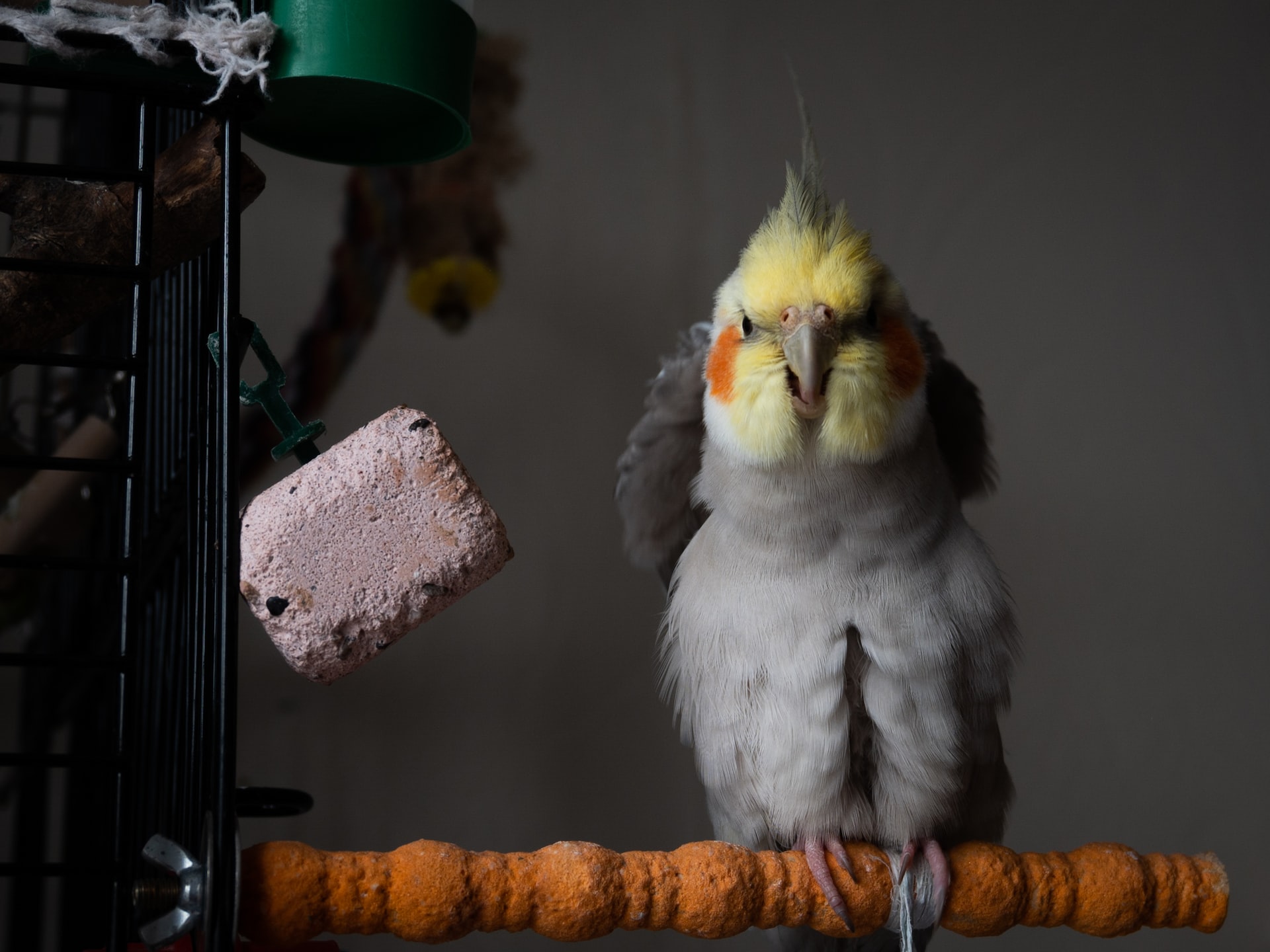 Why Do Cockatiels Like to Chew on Cardboard?