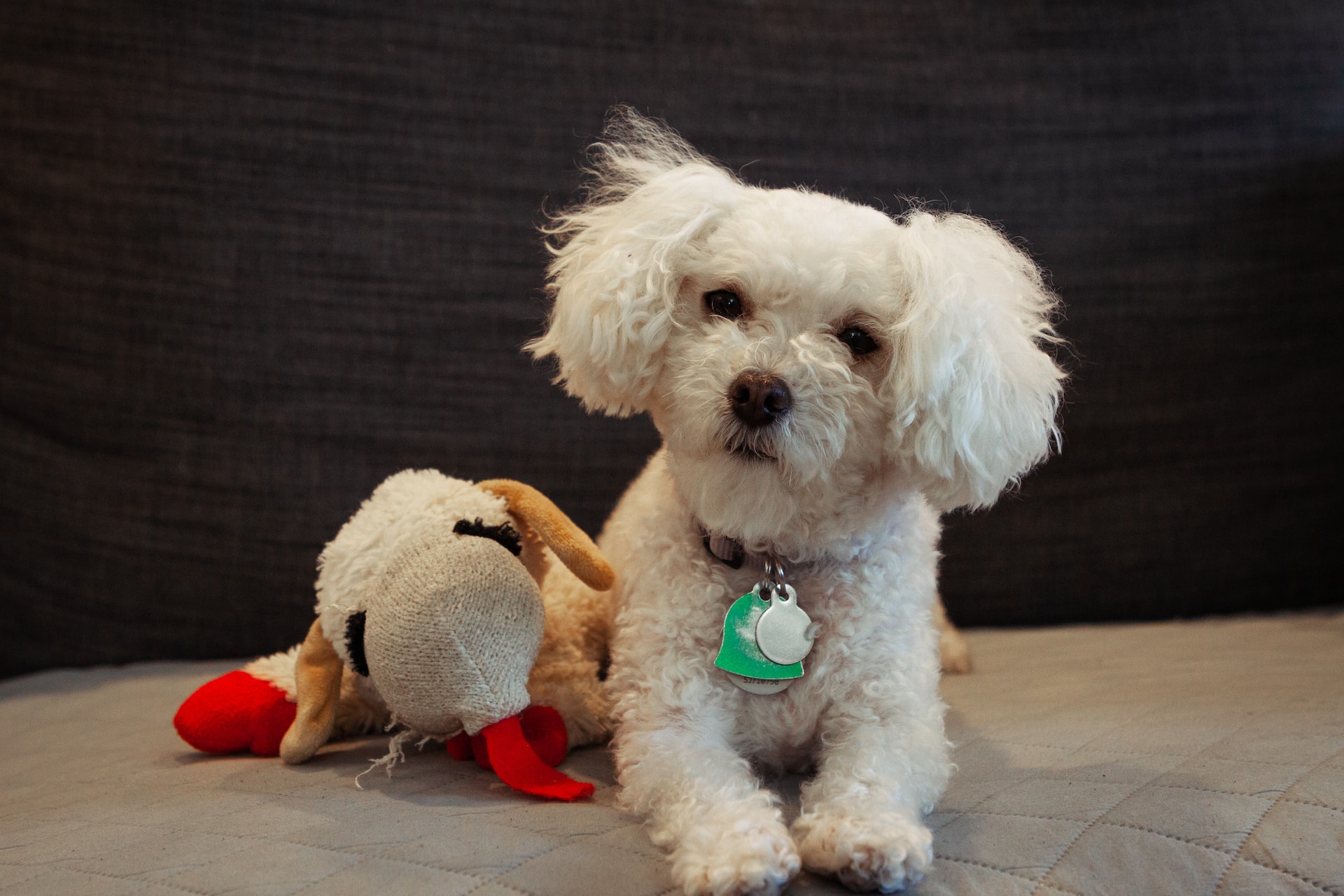 https://pettingbee.com/the-many-benefits-of-owning-a-maltese-dog/