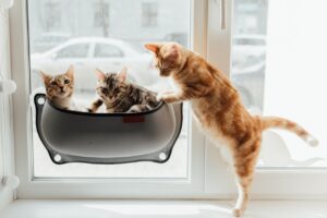 https://pettingbee.com/how-to-find-the-purr-fect-pet-for-you/