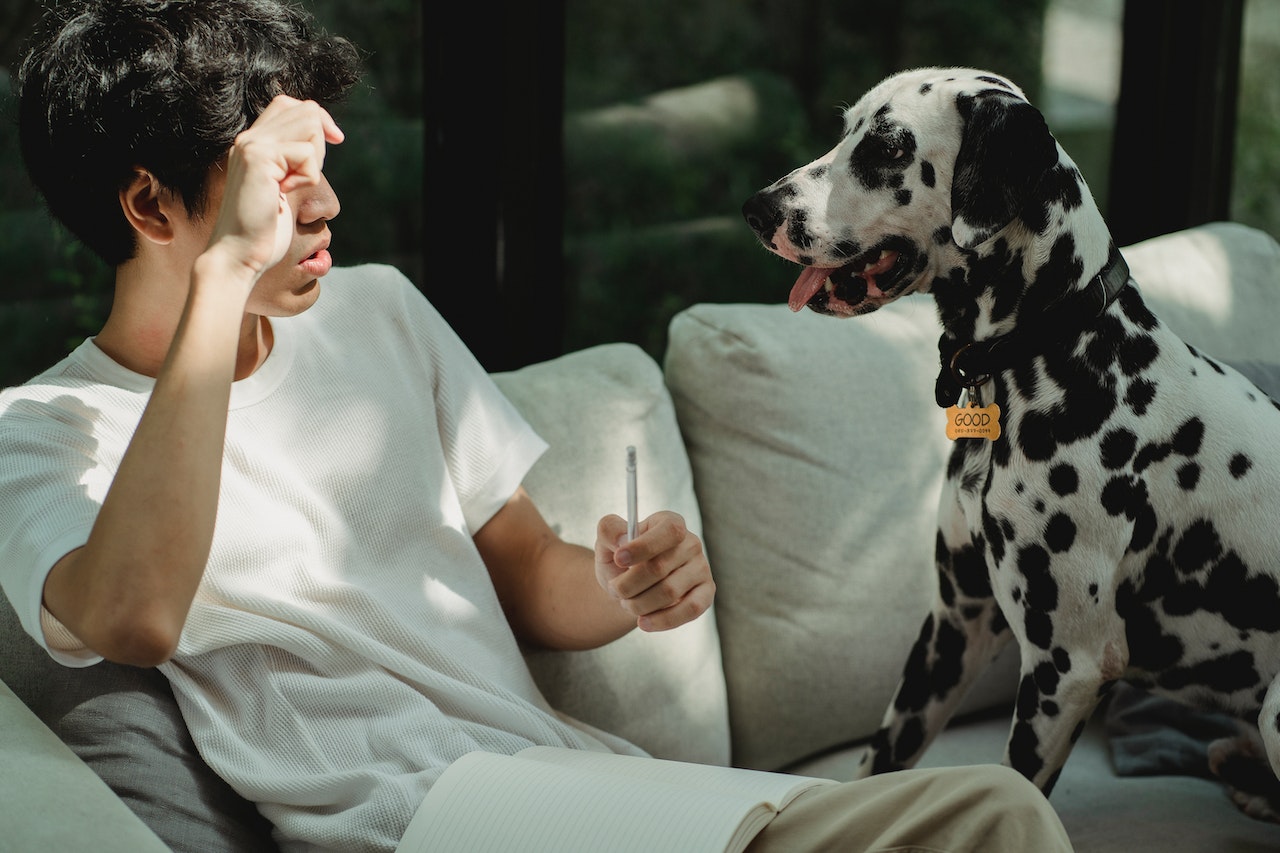 https://pettingbee.com/how-to-be-a-dog-whisperer-preventing-bites/