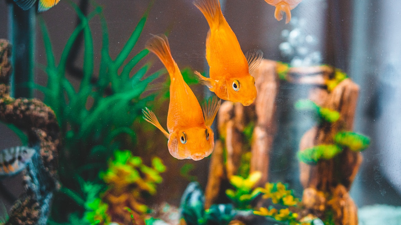 https://pettingbee.com/how-to-keep-your-fish-healthy-and-happy/