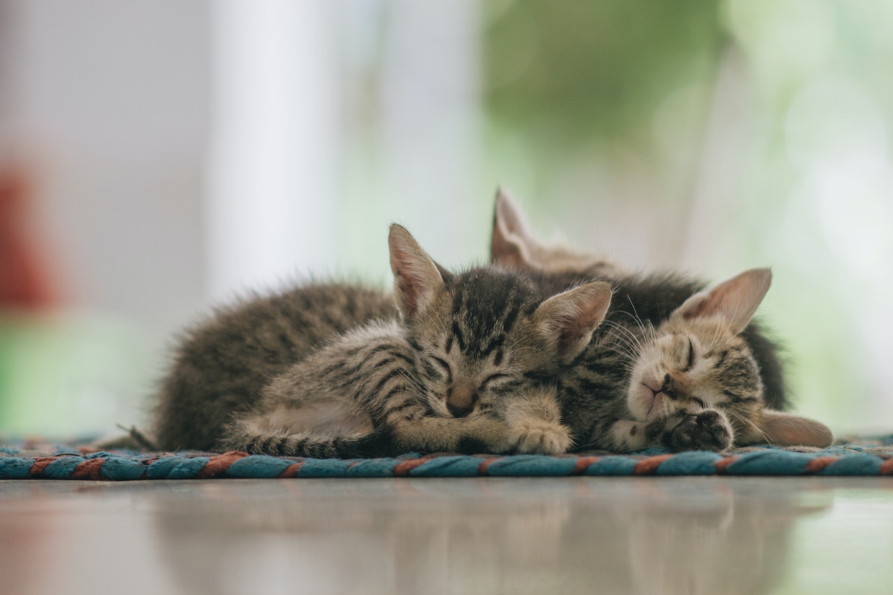 How to Choose the Right Cat Breed for Your Home