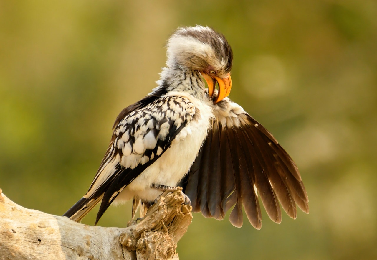 https://pettingbee.com/feather-loss-in-birds-causes-and-solutions/