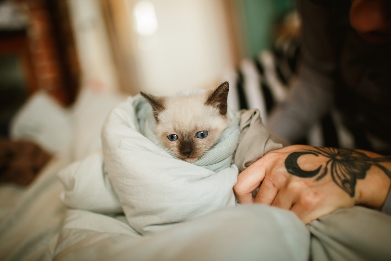 https://pettingbee.com/5-reasons-petting-your-kitten-is-good-for-your-health/