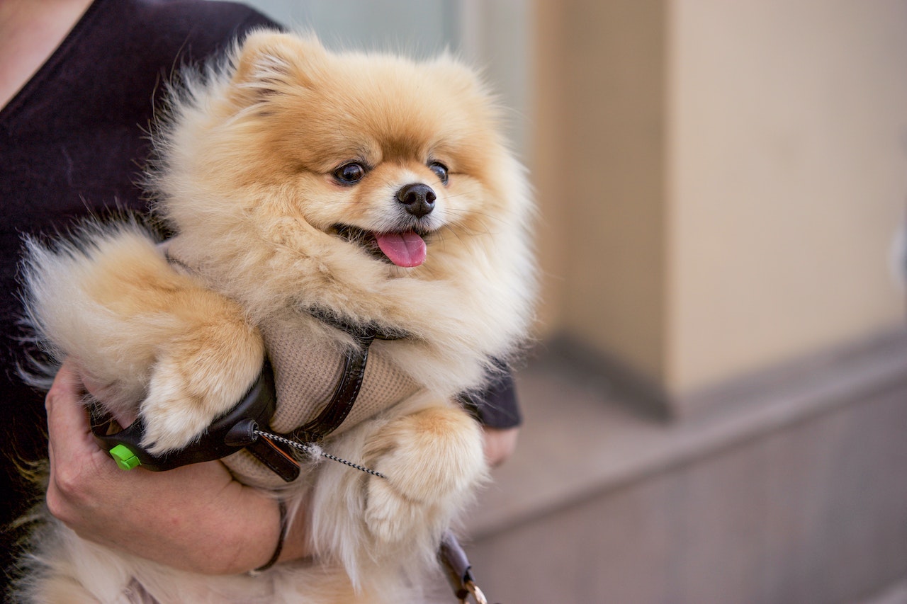 https://pettingbee.com/how-to-keep-your-pomeranian-entertained-while-youre-away/