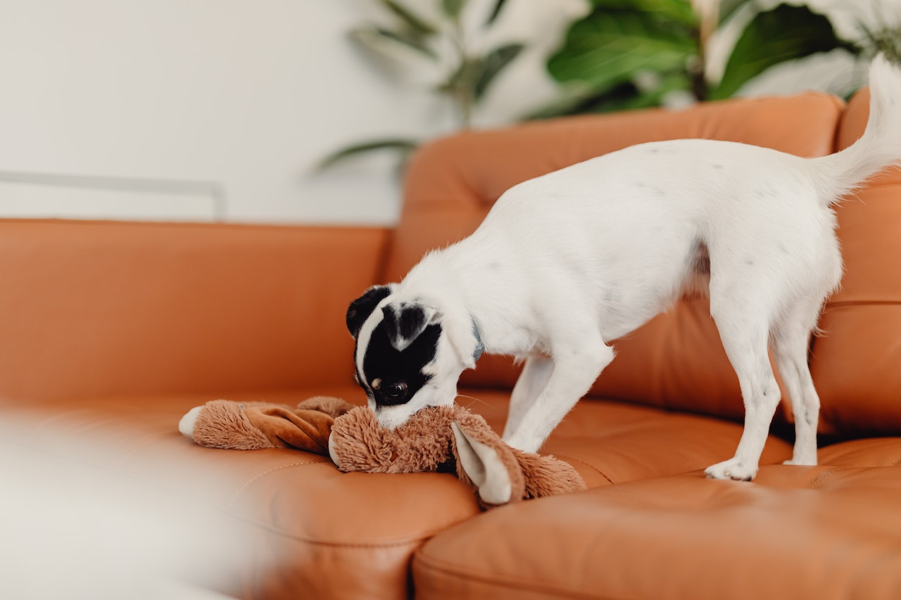 Train Your Pet Not to Chew on Furniture