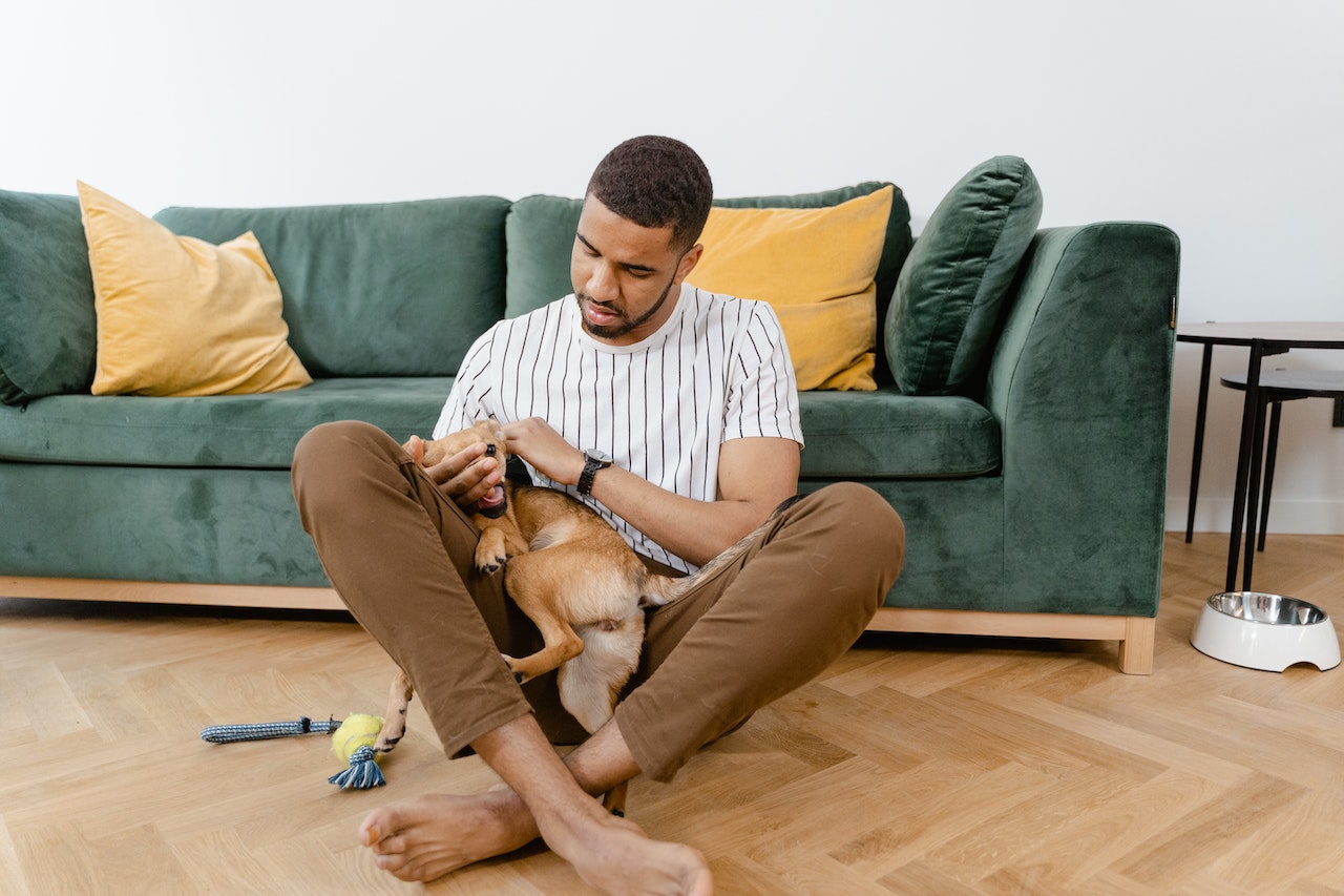 How to Train Your Pet Not to Chew on Furniture and Other Household Items