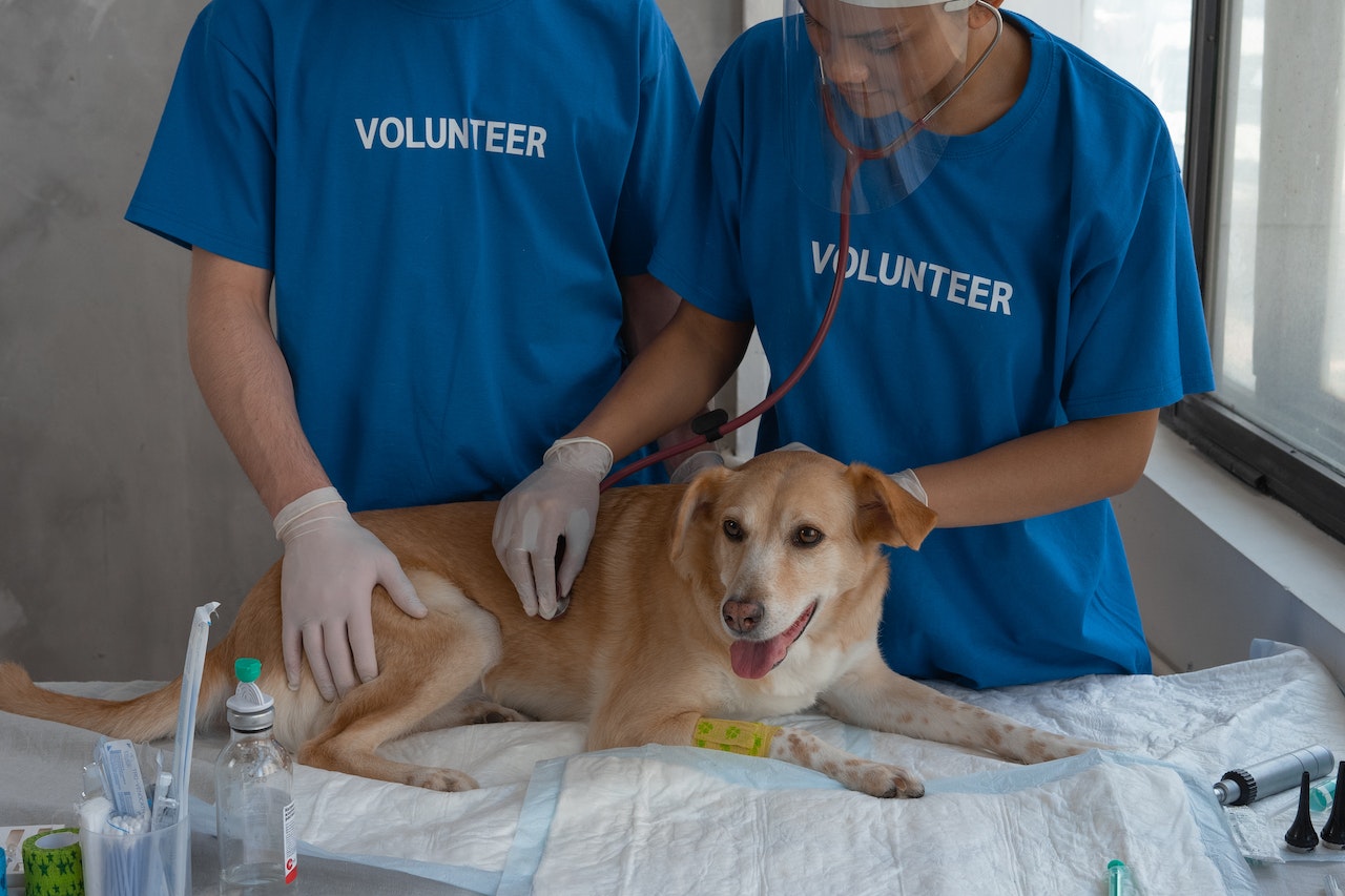 vet check-ups for pets