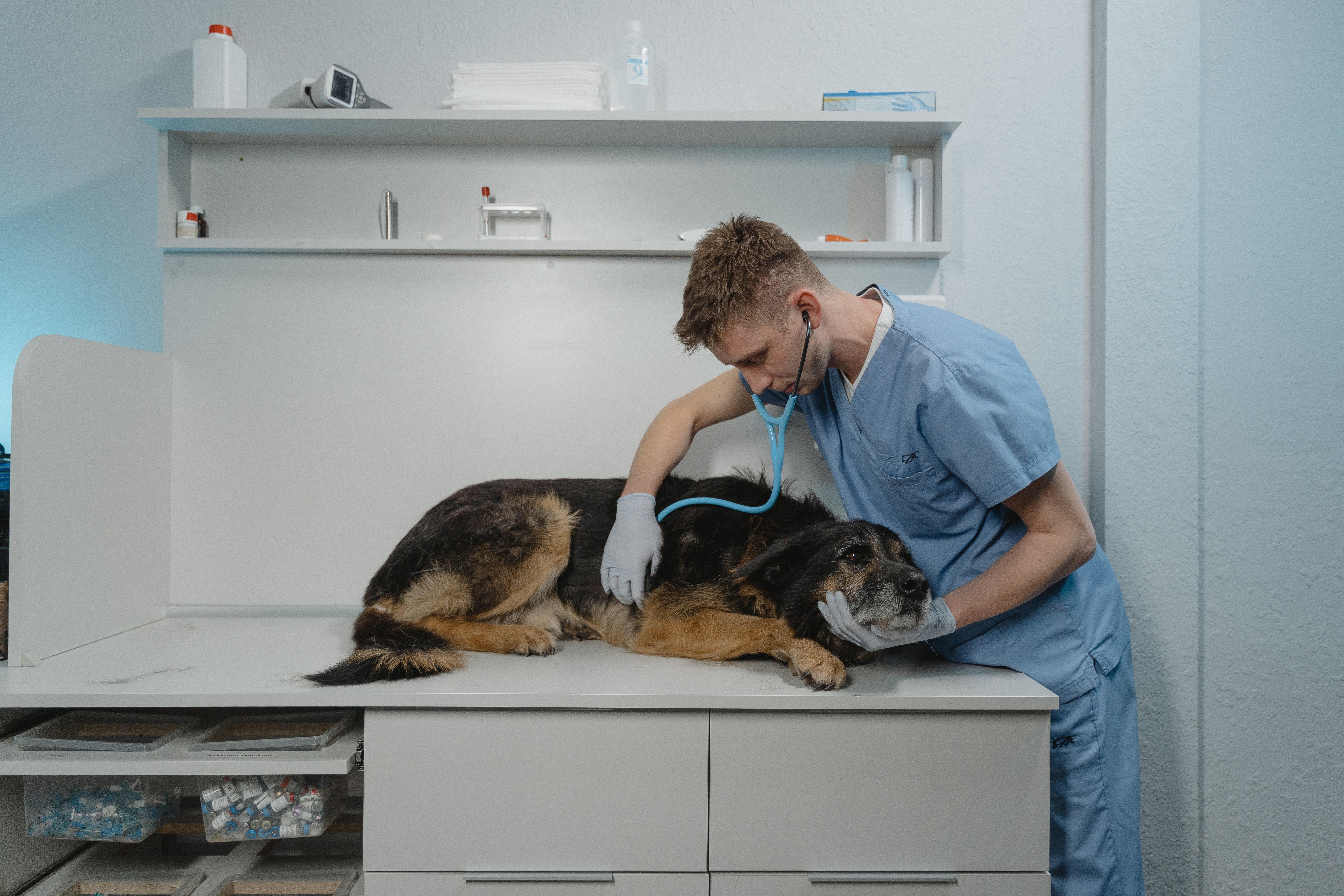 What to Do If Your Pet Is Sick or Injured No one wants to think about their pet getting sick or injured, but it's important to be prepared just in case. Here are some tips on what to do if your pet is sick or injured.