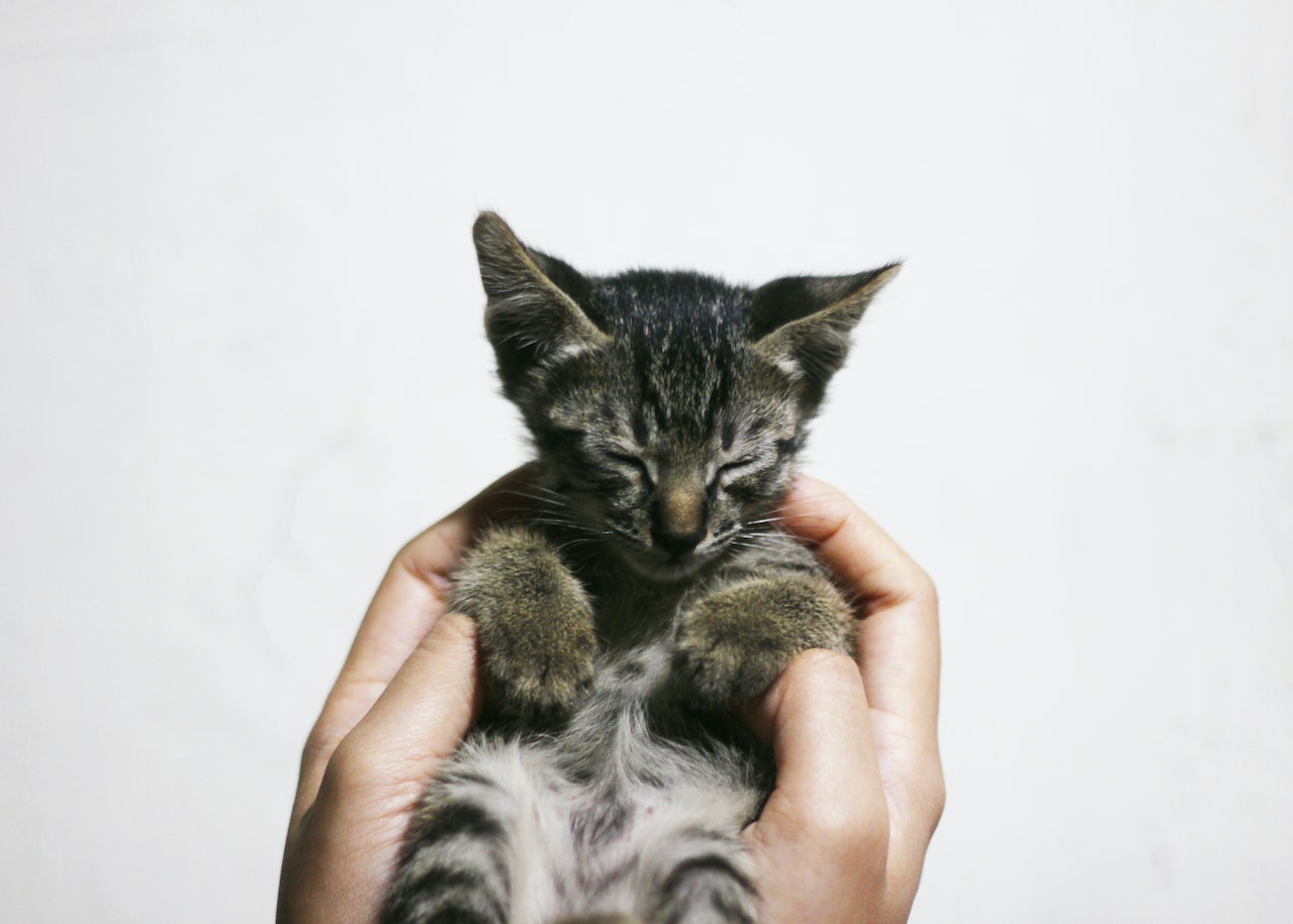 https://pettingbee.com/5-reasons-petting-your-kitten-is-good-for-your-health/