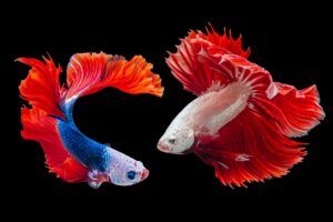 https://pettingbee.com/trendy-fish-pets-to-consider/