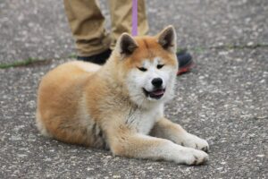 https://pettingbee.com/the-5-cutest-spitz-dogs-that-will-steal-your-heart/