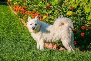 American Eskimo Dog