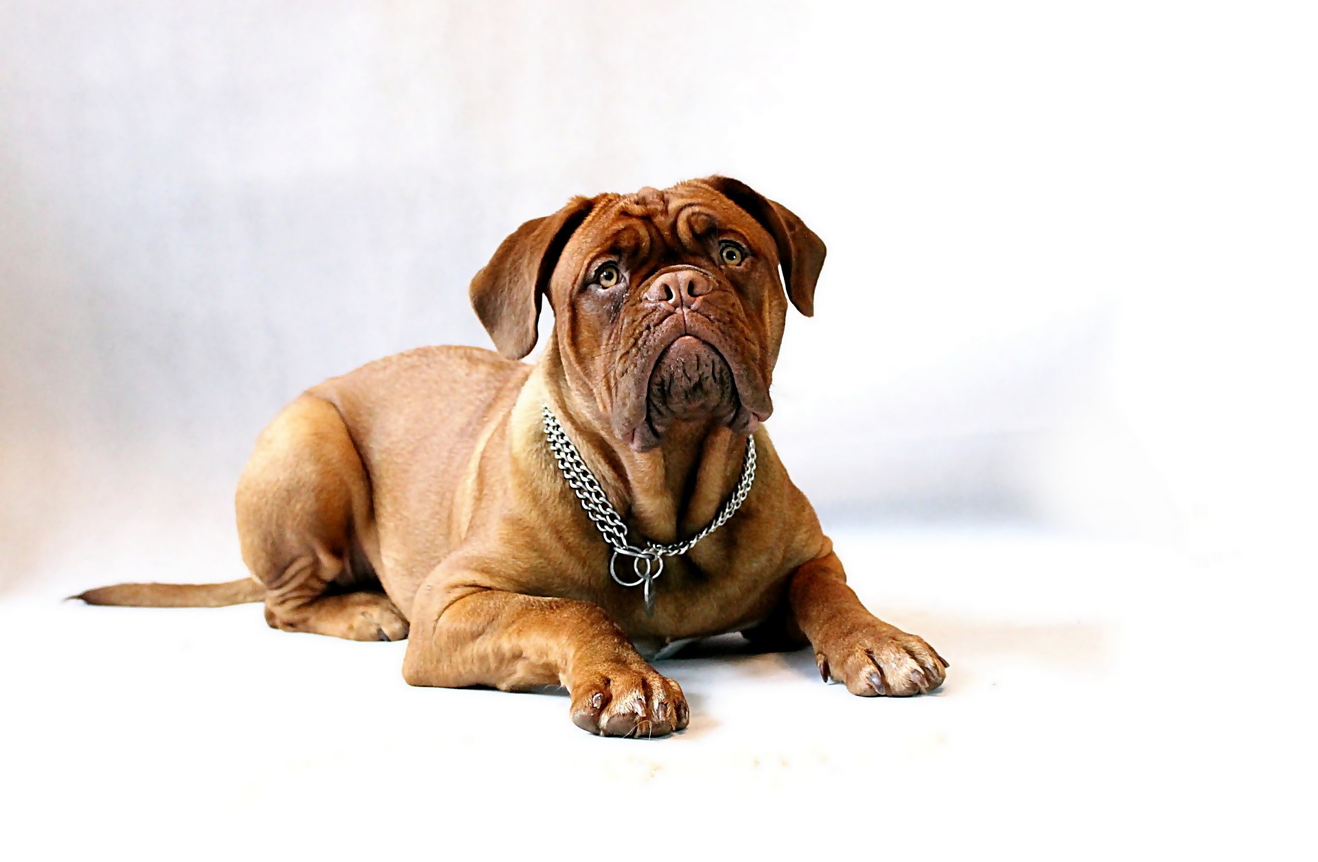 https://pettingbee.com/7-reasons-why-the-mastiff-is-the-best-dog-breed-for-families/