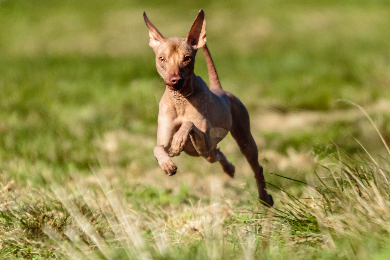 https://pettingbee.com/how-to-keep-your-hairless-dog-healthy-and-happy/