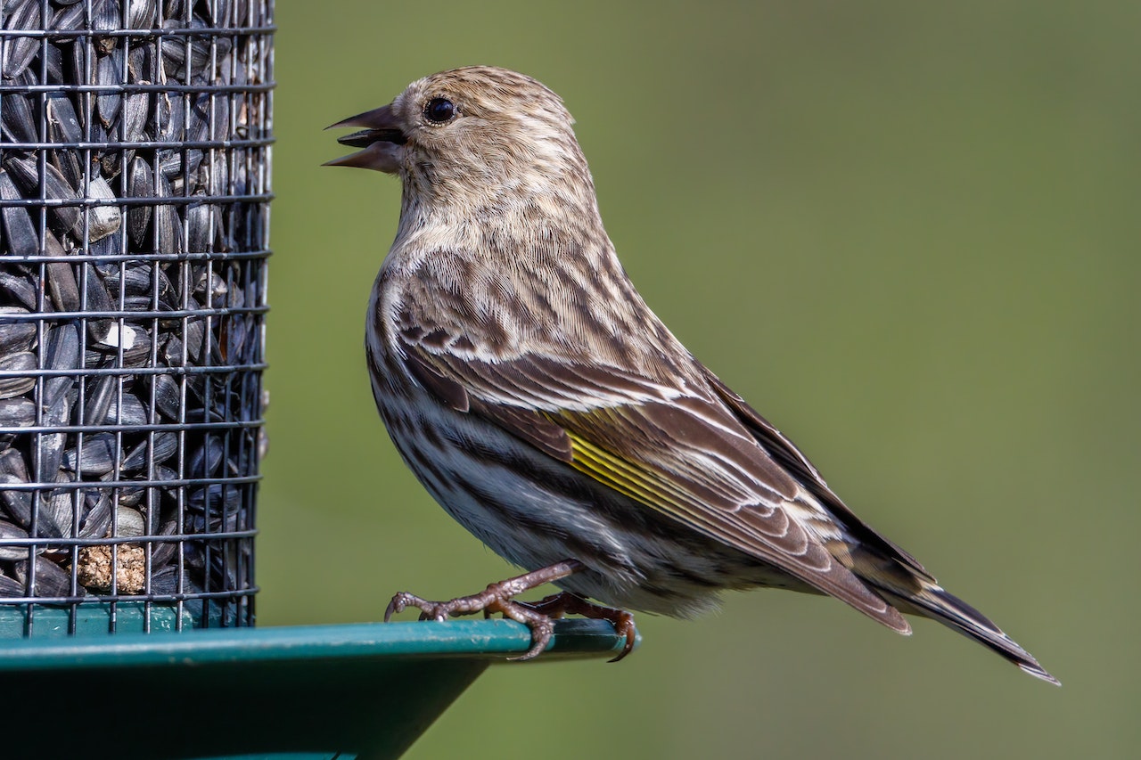 https://pettingbee.com/the-best-bird-feeders-to-keep-your-feathered-friends-happy/