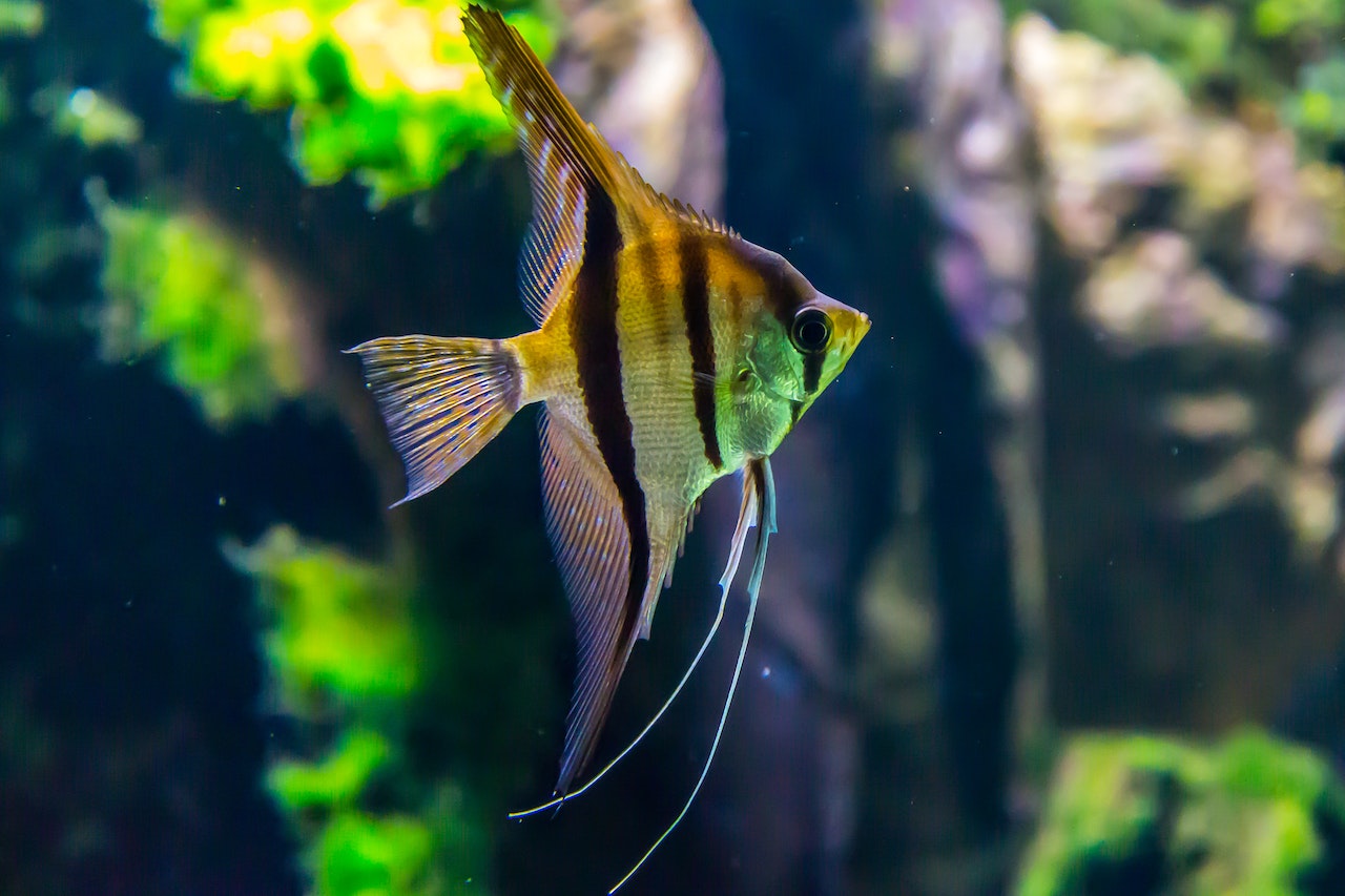 https://pettingbee.com/the-top-6-benefits-of-fish-ownership/