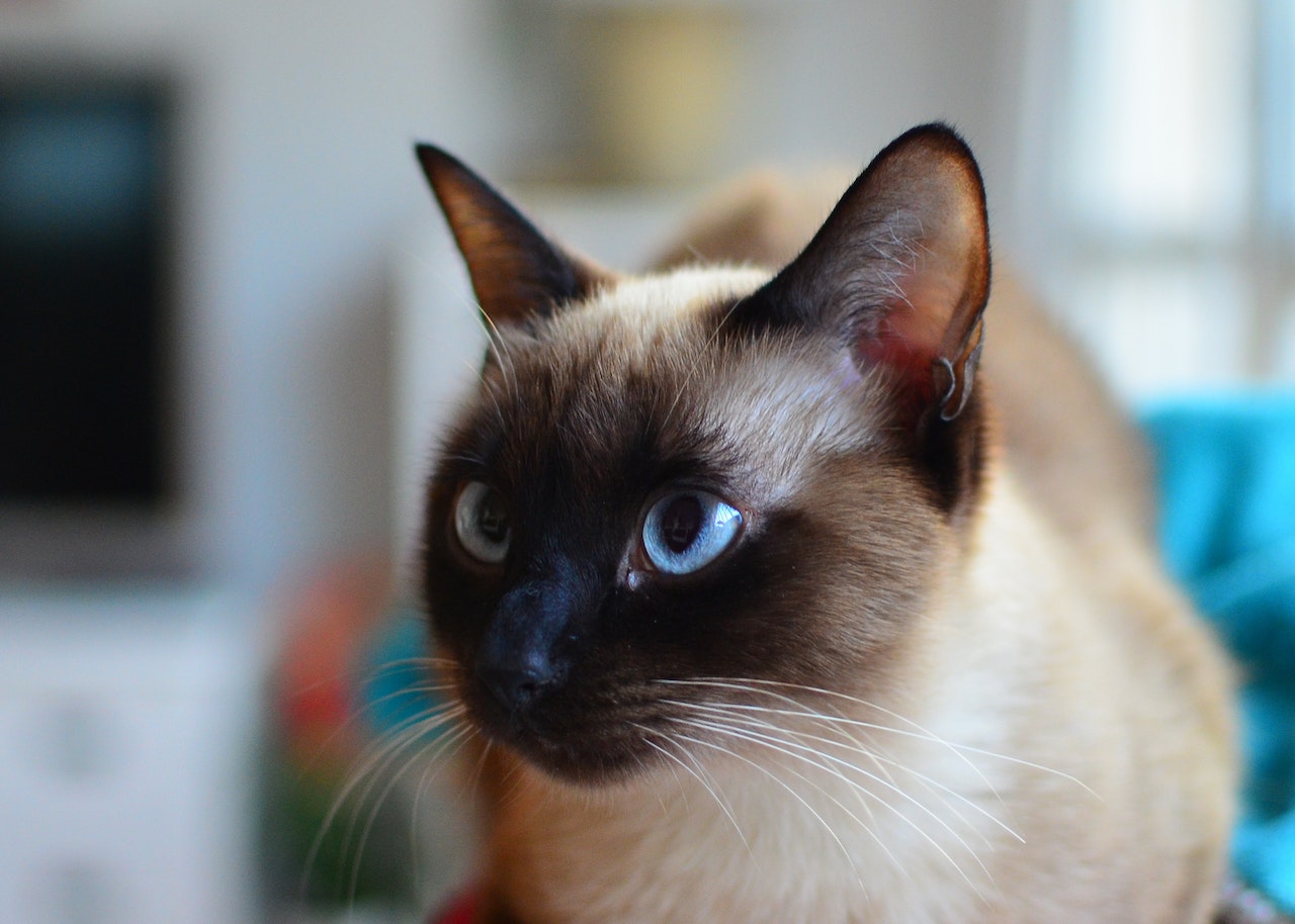 https://pettingbee.com/introduction-to-siamese-cats/