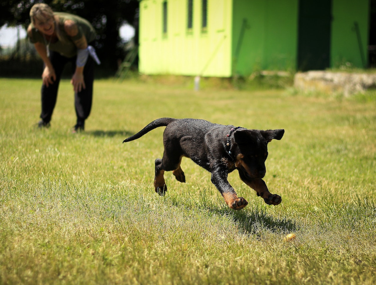 https://pettingbee.com/top-reasons-to-send-your-dog-to-day-care/