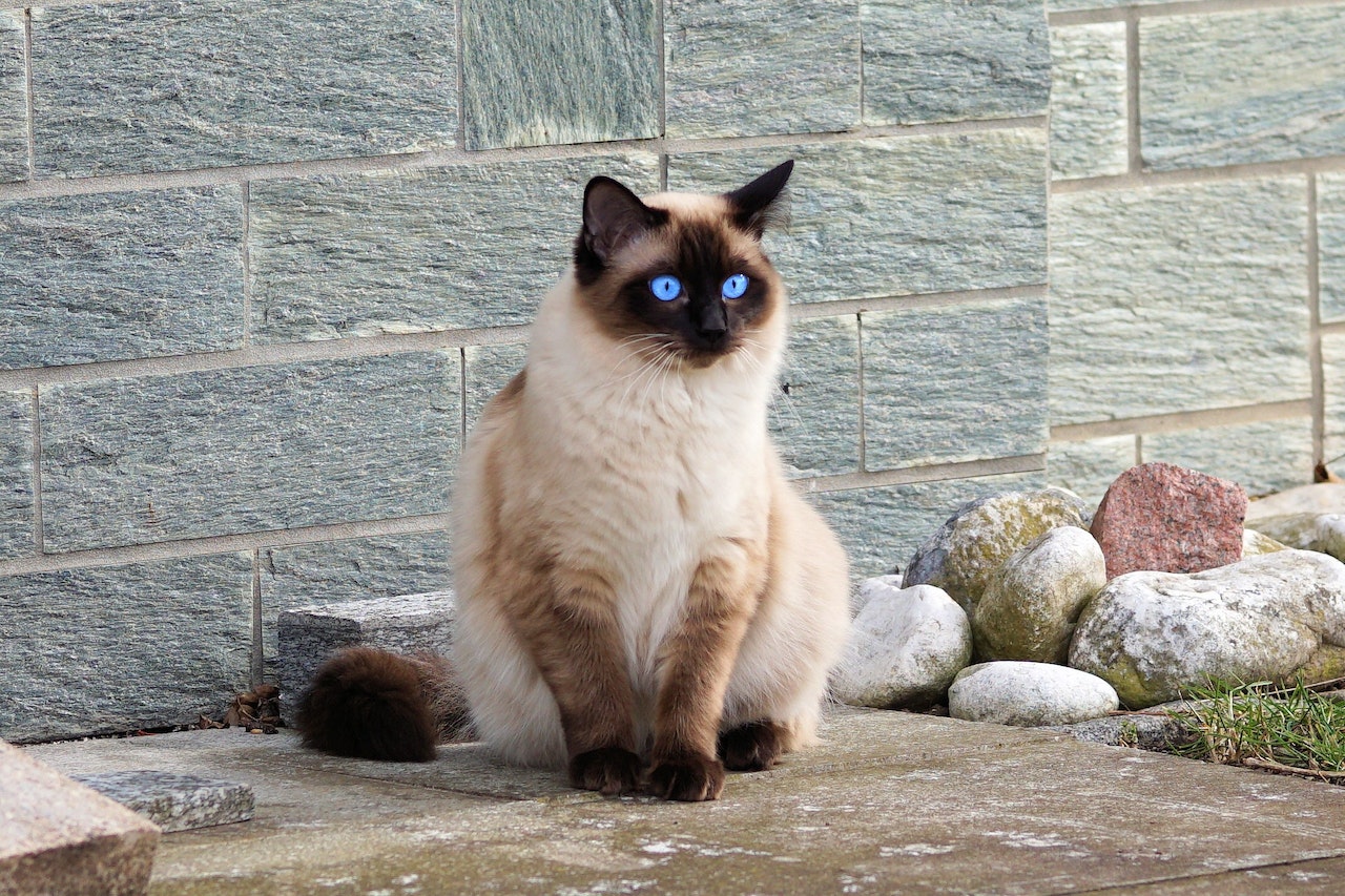 https://pettingbee.com/the-fascinating-history-of-siamese-cats/