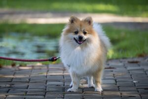 https://pettingbee.com/the-5-cutest-spitz-dogs-that-will-steal-your-heart/