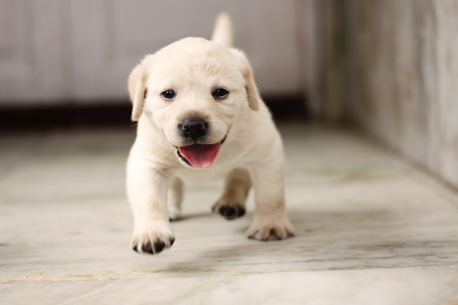 https://pettingbee.com/bringing-home-a-labrador-retriever-puppy-what-to-expect/