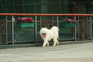 https://pettingbee.com/the-5-cutest-spitz-dogs-that-will-steal-your-heart/