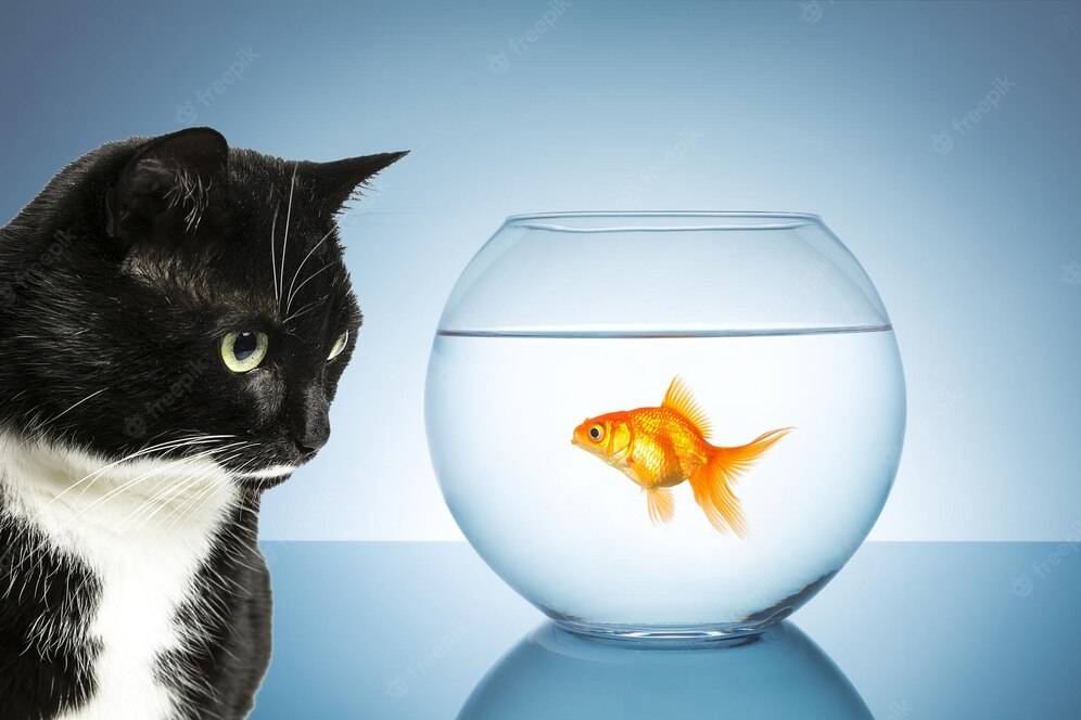 https://pettingbee.com/why-your-cat-might-be-scared-of-fish/